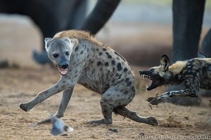 Too close for comfortable communication - The photo, Animals, Hyena, Wild Dog, Hyena dog