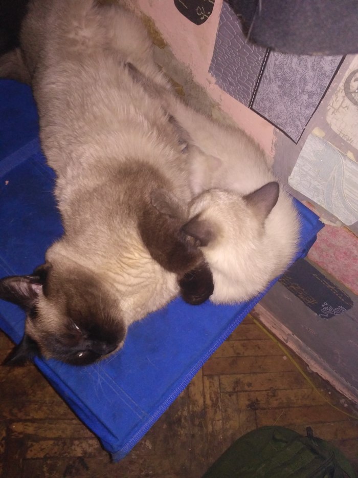 My cats - My, cat, Catomafia, Parental love, Longpost