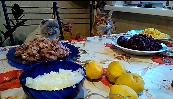 How cats prepared a herring under a fur coat for the new year. - My, cat, cat house, Catomafia, Video, Catnarciss