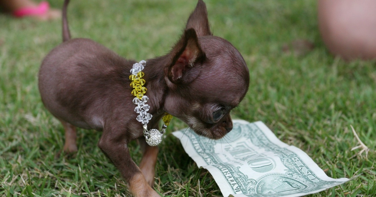 Какая порода самой маленькой собаки. Чихуахуа Милли. Чихуахуа чудо Милли. Маленькая собака в мире. Самая маленькая собачка в мире.