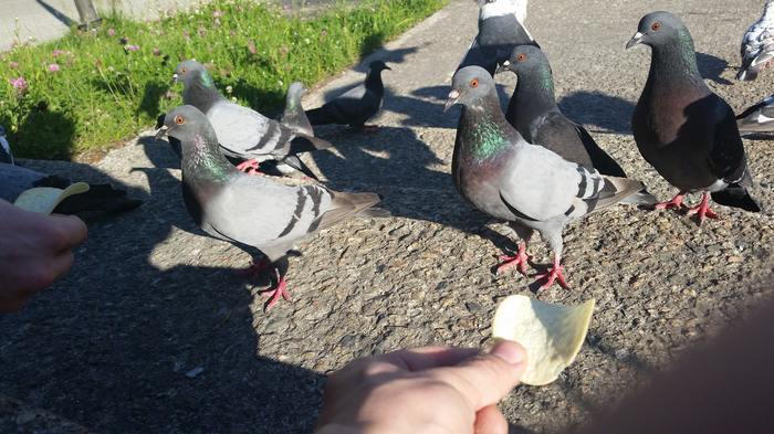 Pigeons love chips - Love and pigeons, Crisps, My