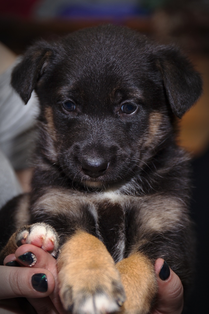 St. Petersburg, puppies in good hands - Saint Petersburg, Puppies, Longpost, No rating, In good hands, Leningrad region