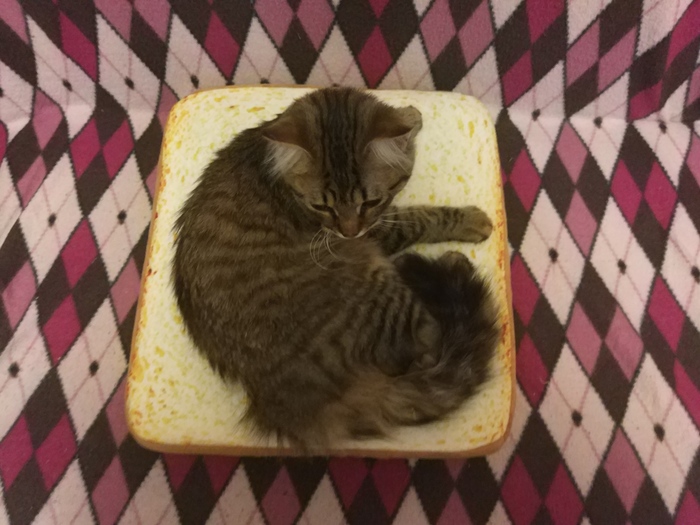 Sandwich with a cat - My, cat, Catomafia, Animals, Pets, Longpost