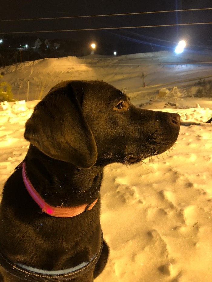 snow tank - My, Milota, Labrador, Dog days, Walk in the woods, Dog