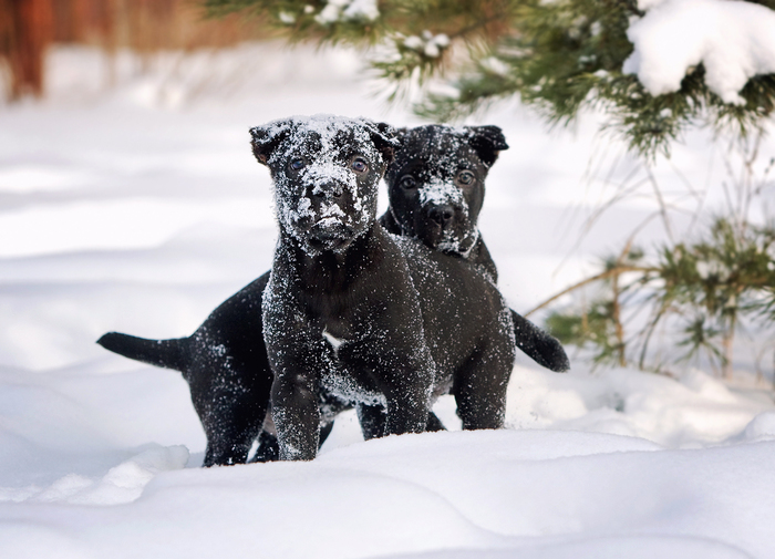Подснежники