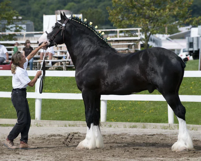 Giants of the horse world - Horses, Animals, Longpost, The photo, Text, Shire, Brabancon, Horse breeds, Breed, Heavy duty truck