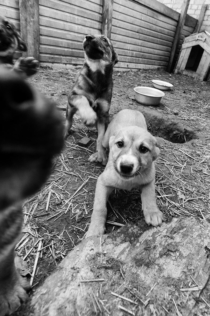 Shelter trifle - My, Puppies, The photo, Animal shelter, Nikon, Dog