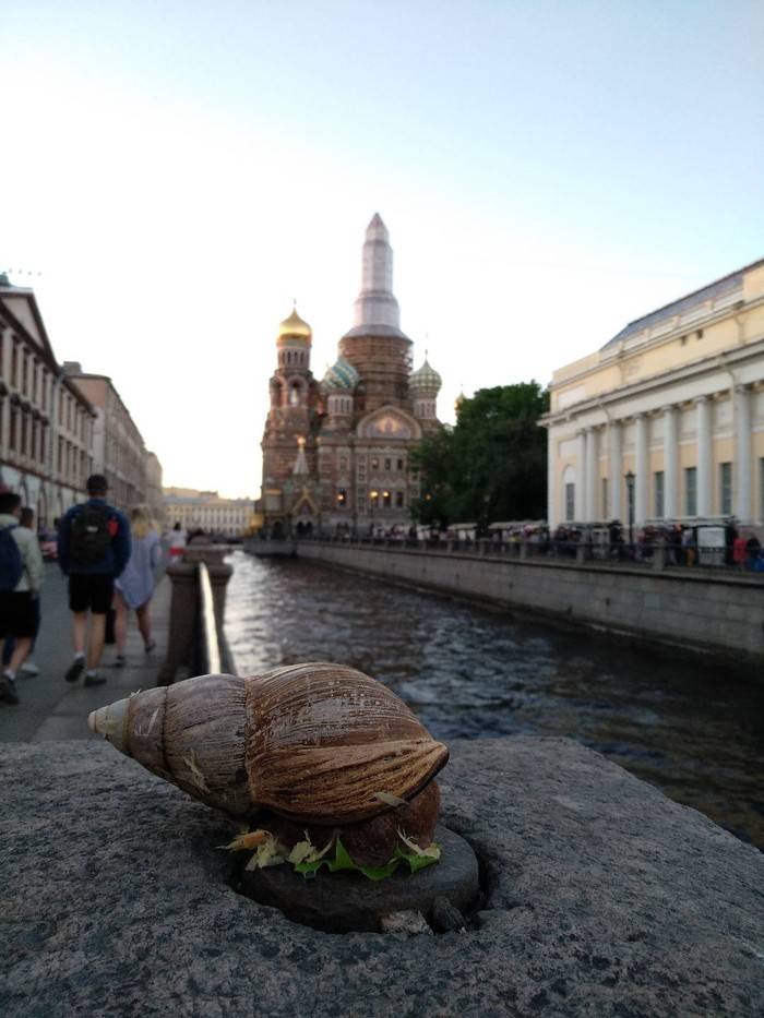 Ахатин в Петербурге... - Моё, Санкт-Петербург, Ахатины, Улитка гэрри, Улитка, Длиннопост