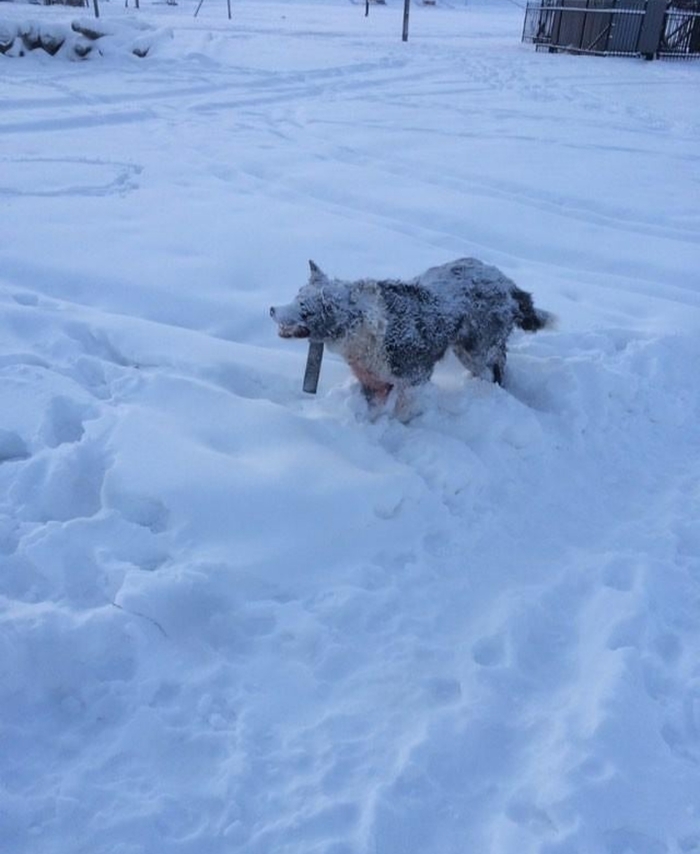 Raise a frozen dog, take a picture, put it in yntyrnet ... =dog found= - Find, Yakutia, Yakutsk, Dead body, Dog, The photo