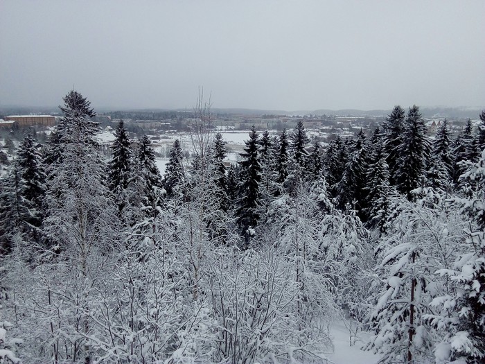 Karelia - Ladoga lake, Sortavala, Карелия, Snow, Winter, cat, Longpost, Ruskeala, Scottish lop-eared