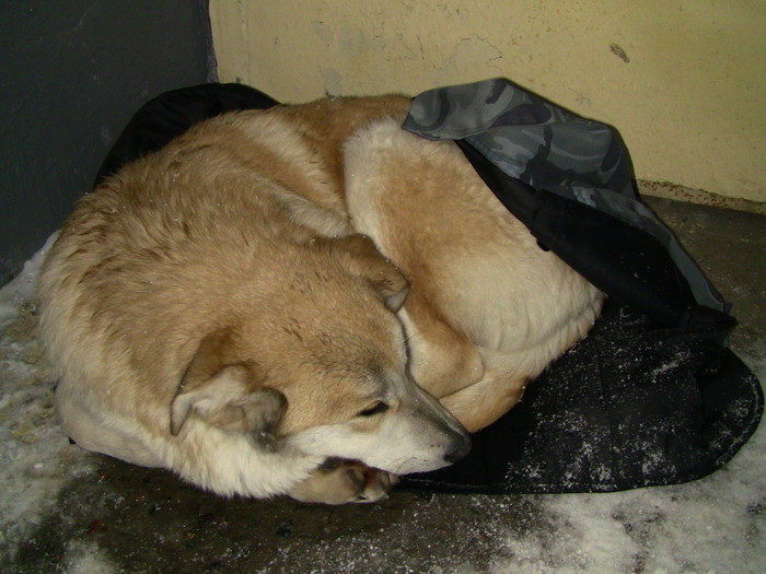 Kolpinsky district, St. Petersburg. Found a pet dog! [In a new house] - My, No rating, Saint Petersburg, Found a dog, , In good hands