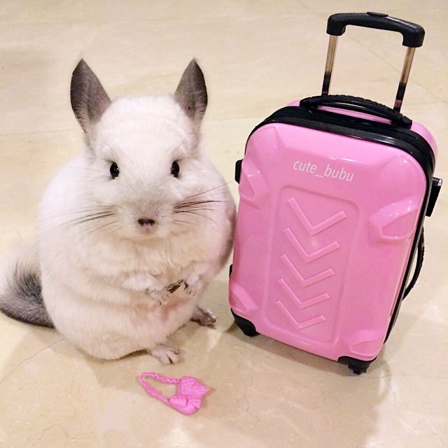 Chinchilla needs a vacation too. - Chinchilla, Animals, Milota, Longpost, Bubu