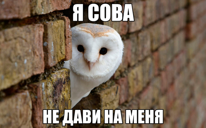 Что такое охота на сов. Смотреть фото Что такое охота на сов. Смотреть картинку Что такое охота на сов. Картинка про Что такое охота на сов. Фото Что такое охота на сов