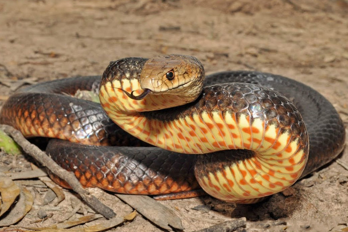 Самые ядовитые змеи Земли. ТОП-10 Животные, Змея, Самые ядовитые, Кобры, Тайпан, Крайт, Мамба, Длиннопост