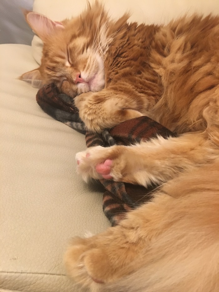 The mafia sleeps - My, , Catomafia, cat, Maine Coon