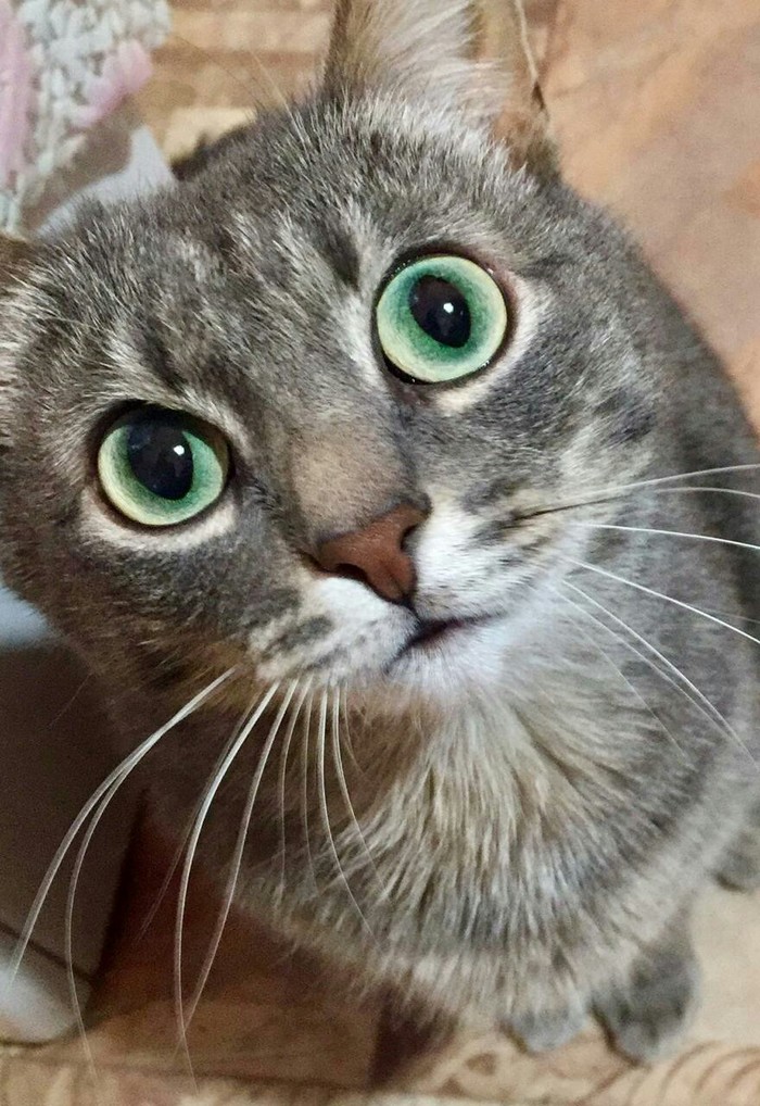 Green-eyed - My, cat, Green eyes