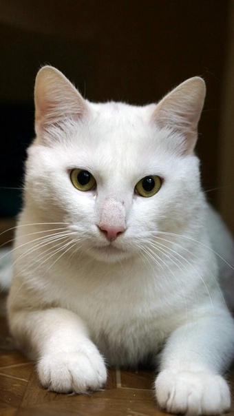 White cat looking for a home - Saint Petersburg, Longpost, cat, In good hands, No rating, Homeless animals, Shelter