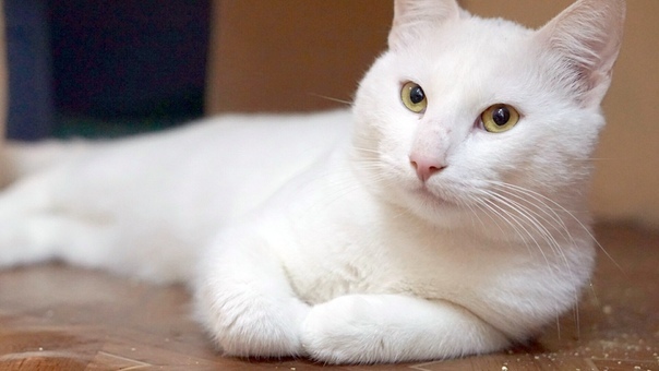 White cat looking for a home - No rating, Homeless animals, Shelter, Saint Petersburg, Longpost, cat, In good hands