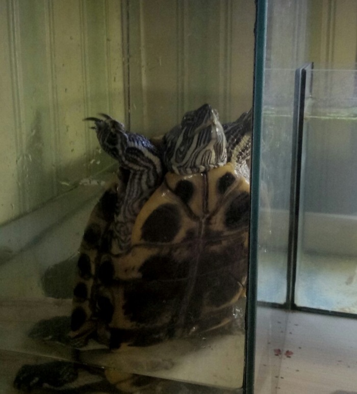 I feel so comfortable - My, Turtle, Pond slider, Convenience, Pets, Animals, Photo on sneaker