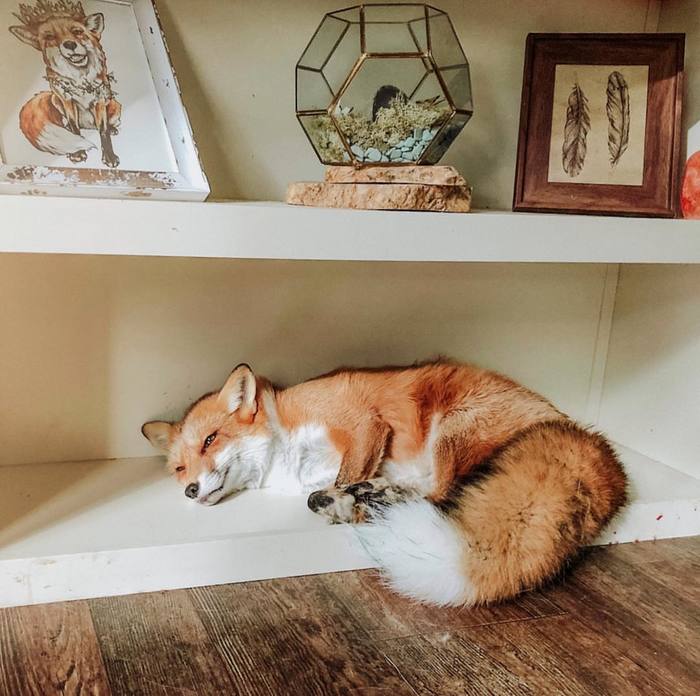 Comfortable^.^ - Fox, Fox Juniper, Animals, The photo, Milota