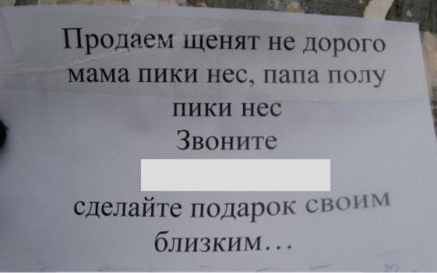 Когда вся семья - оруженосцы - Честно украдено, Юмор, Картинка с текстом, Грамотность