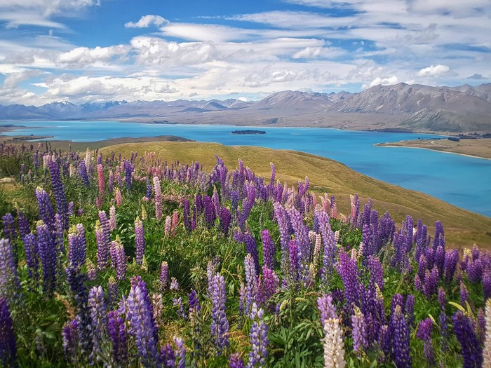 Lupins against the background of the mountain lake Tekapo and the Southern Alps in New Zealand in the summer in January. - My, New Zealand, Nature, Landscape, The photo