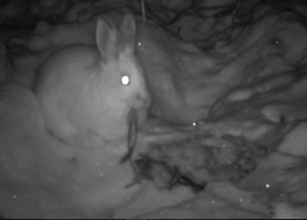 Carrion-eating hare hares caught on video for the first time - news, Animals, Kripota, Horror, Cannibalism