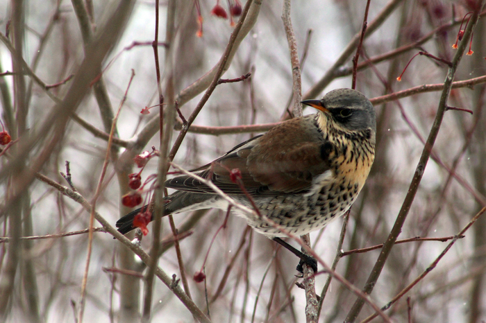 winter guests - Birds, My, Longpost, Beginning photographer