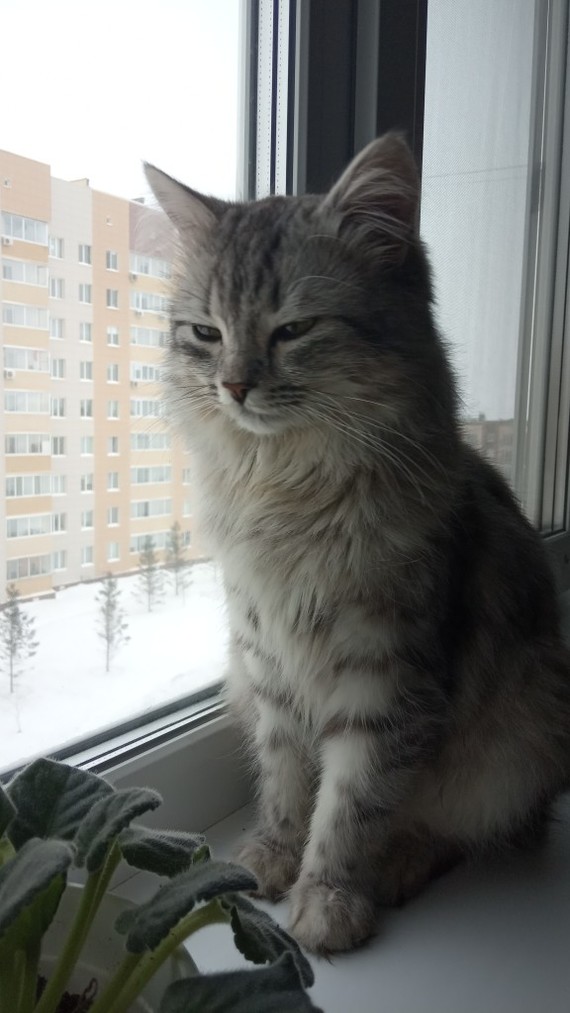 A foundling cat is looking for a home =( Ulyanovsk. - My, Ulyanovsk, cat, In good hands, Is free, Lost, Longpost, No rating, Help