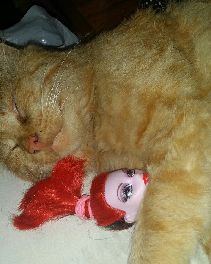 The cat loves dolls too - My, Dream, cat, Doll, Monsterhigh, Operetta