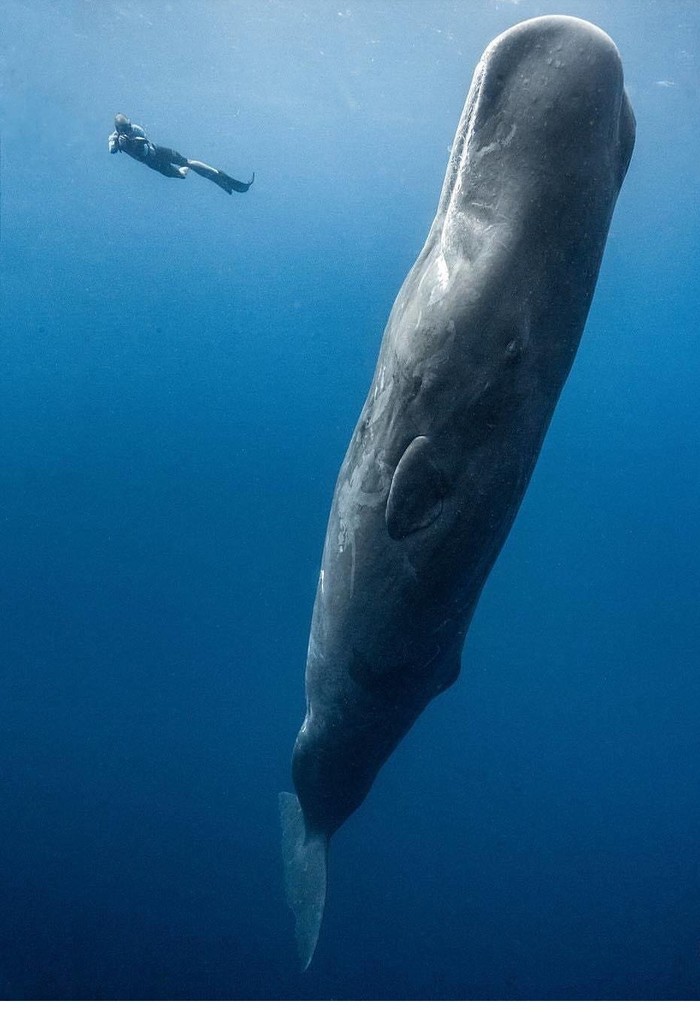 Giant - Giants, Ocean, Animals, The photo, Under the water, Whale, Sperm whale
