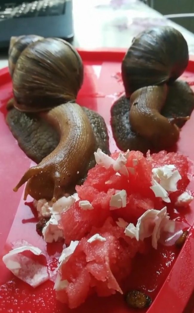 How snails breed - My, Snail, Achatina, Pairing, Love, cat, Video, Longpost