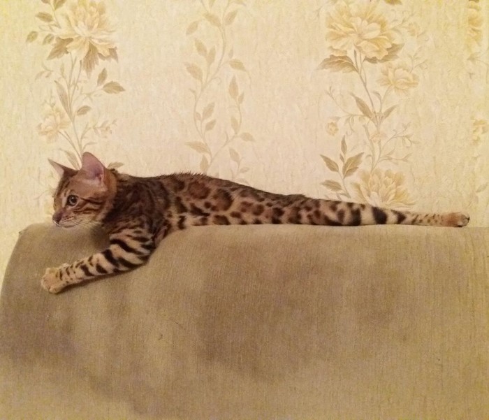 Cudgel (warm weapon) - cat, My, Club, Humor, Bengal cat