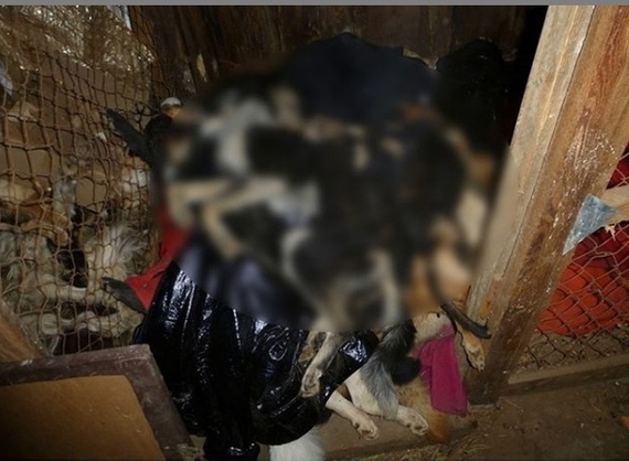 In the Amur region, a mountain of corpses of 47 dogs was found in a shelter - Animal shelter, Dog, Cruelty