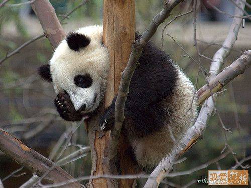 Pandas after their birthday! - Birthday, Second day, Headache, Longpost