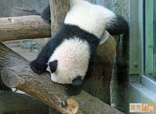 Pandas after their birthday! - Birthday, Second day, Headache, Longpost