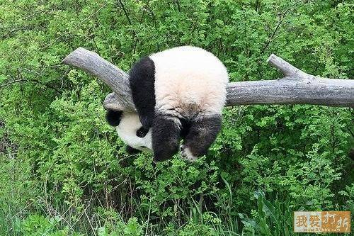 Pandas after their birthday! - Birthday, Second day, Headache, Longpost