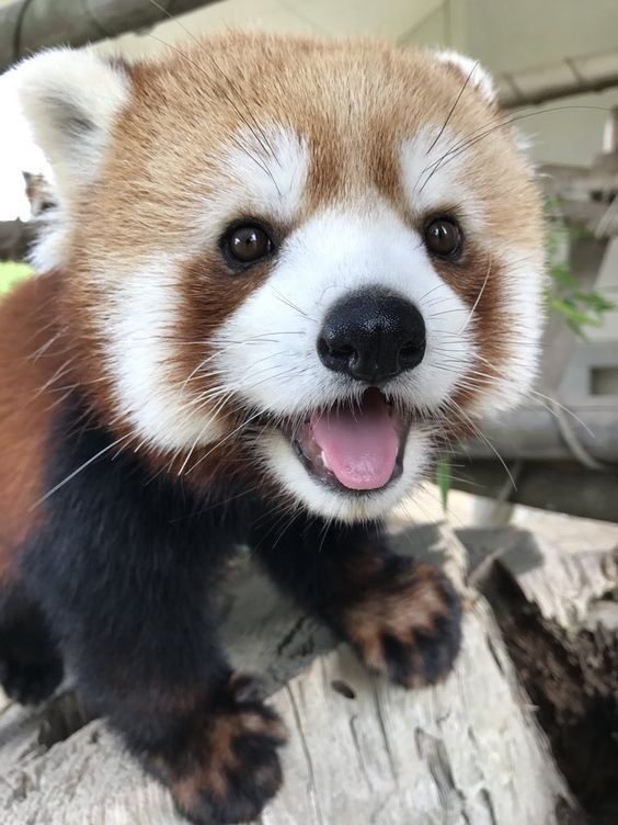 Cheerful red panda wishes well - The photo, Red panda, Milota, Animals