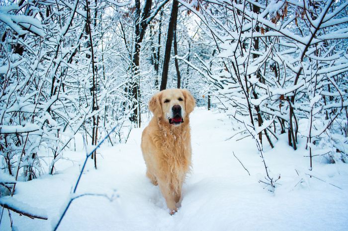 My elderly wool generator - My, Dog, , Golden retriever, Winter