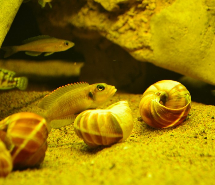  . Lamprologus ocellatus ,  