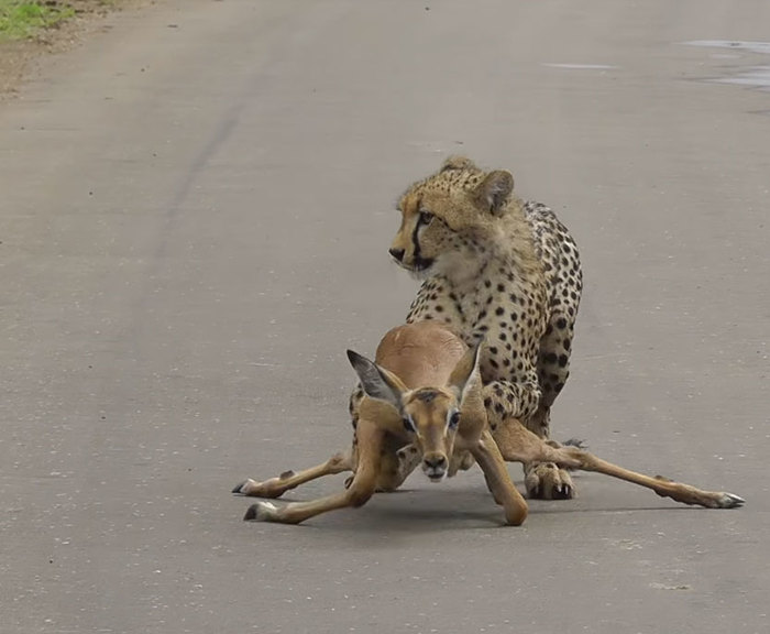 A cheetah helps a drunken antelope cross the road - Kruger National Park, Cheetah, Antelope, Africa, Animals