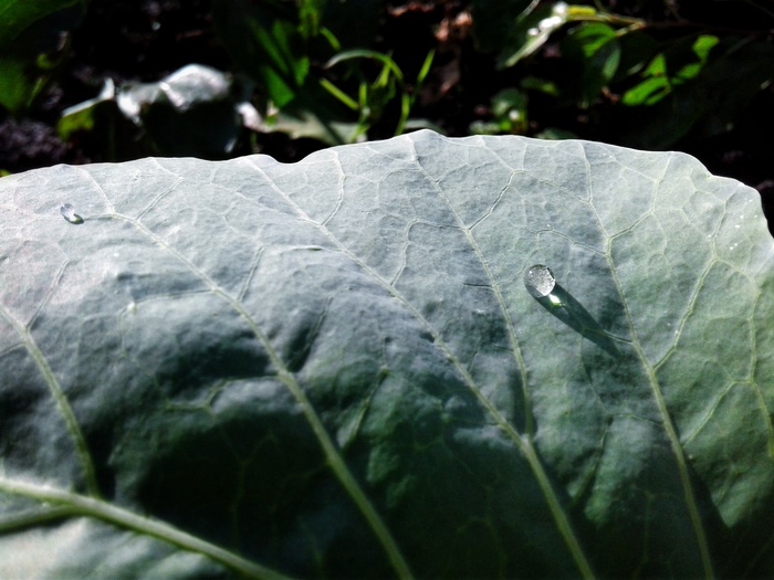 A drop - My, The photo, Photo on sneaker, Beginning photographer, Cabbage, Flora