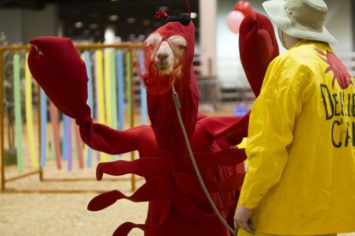 Have you seen a lobster? - Lobster, Camels, Oddities, Animals, Joke, Cloth