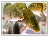 Fish farming as a small business idea - Business in Russian, Income, Business, A fish, Profit, Longpost