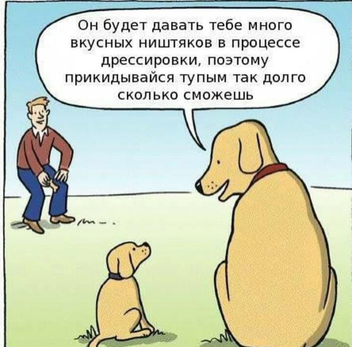 Dogs are actually smarter than most people think. - Dog, Training