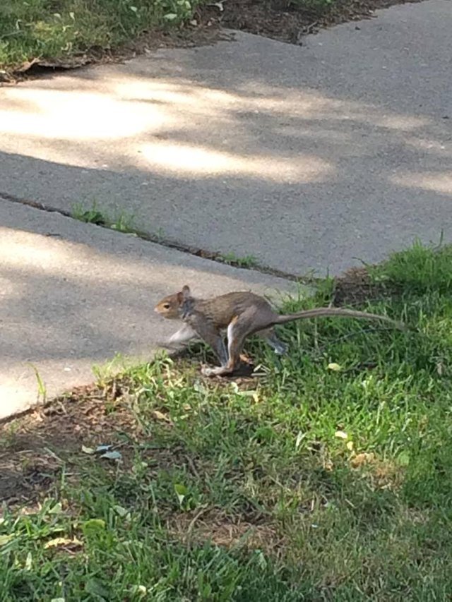 Just a squirrel without a fluffy tail - Disease, Squirrel, Tail