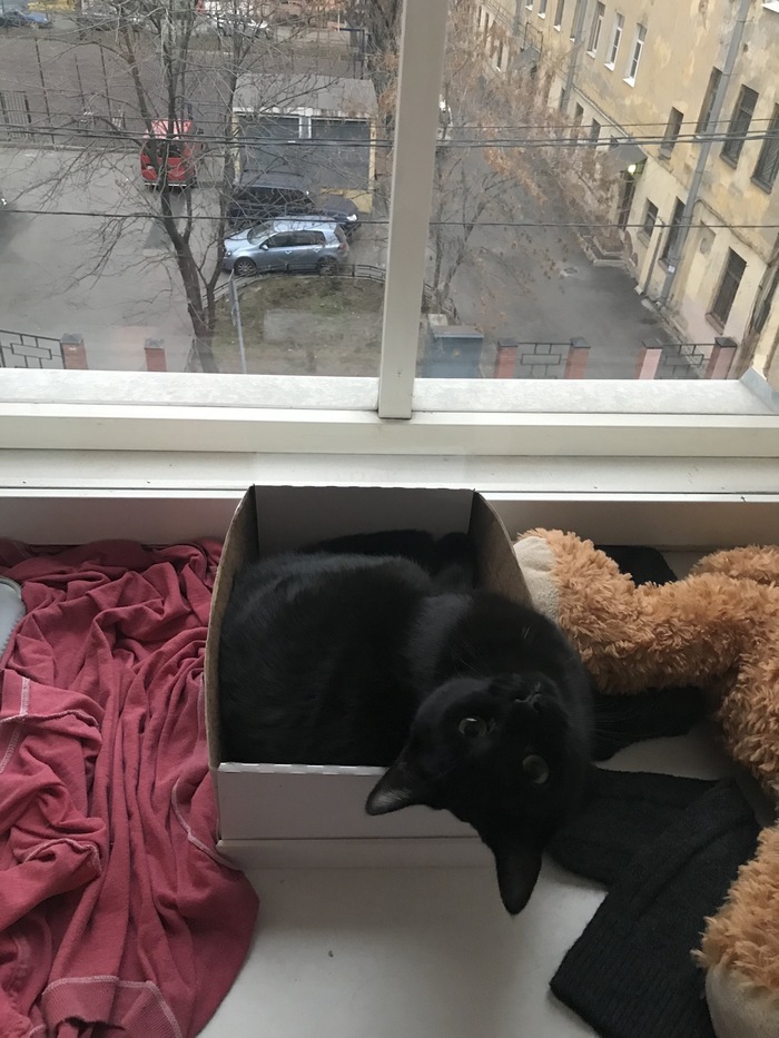 Oh, and here you are! - Favorite place, Window, Catomafia, The photo, Black cat, cat, My, Box and cat, Pets