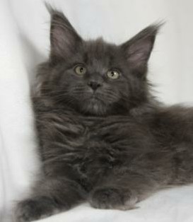 Sofa troops Maine Coon. - My, Maine Coon, Longpost, Kittens