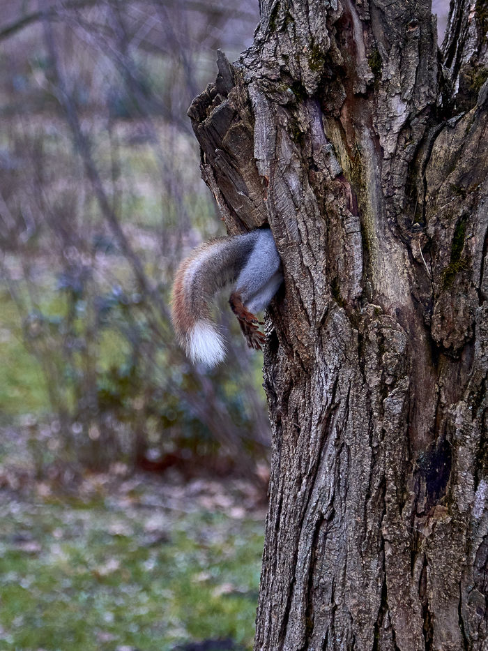 Someone eats too much - My, Squirrel, Hollow