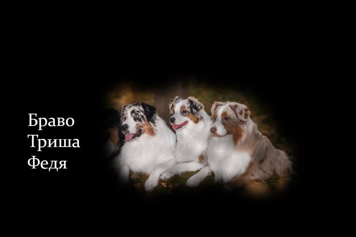 Застрелили собак. Москва. Нужна огласка! - Домашние животные, Собака, Отстрел животных, Защита животных, Беспредел, Москва, Без рейтинга